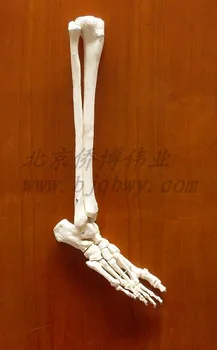 Kāju ikra kaula lielā lielakaula modeli Pieaugušo kāju skeleta modelis bezmaksas piegāde